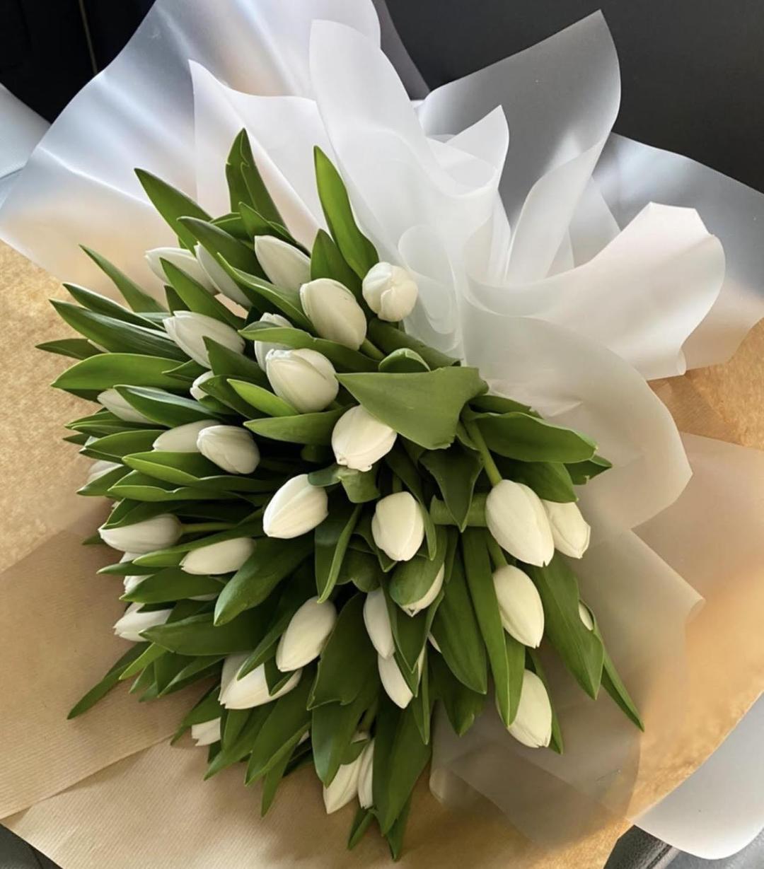 Elegancija tulipana